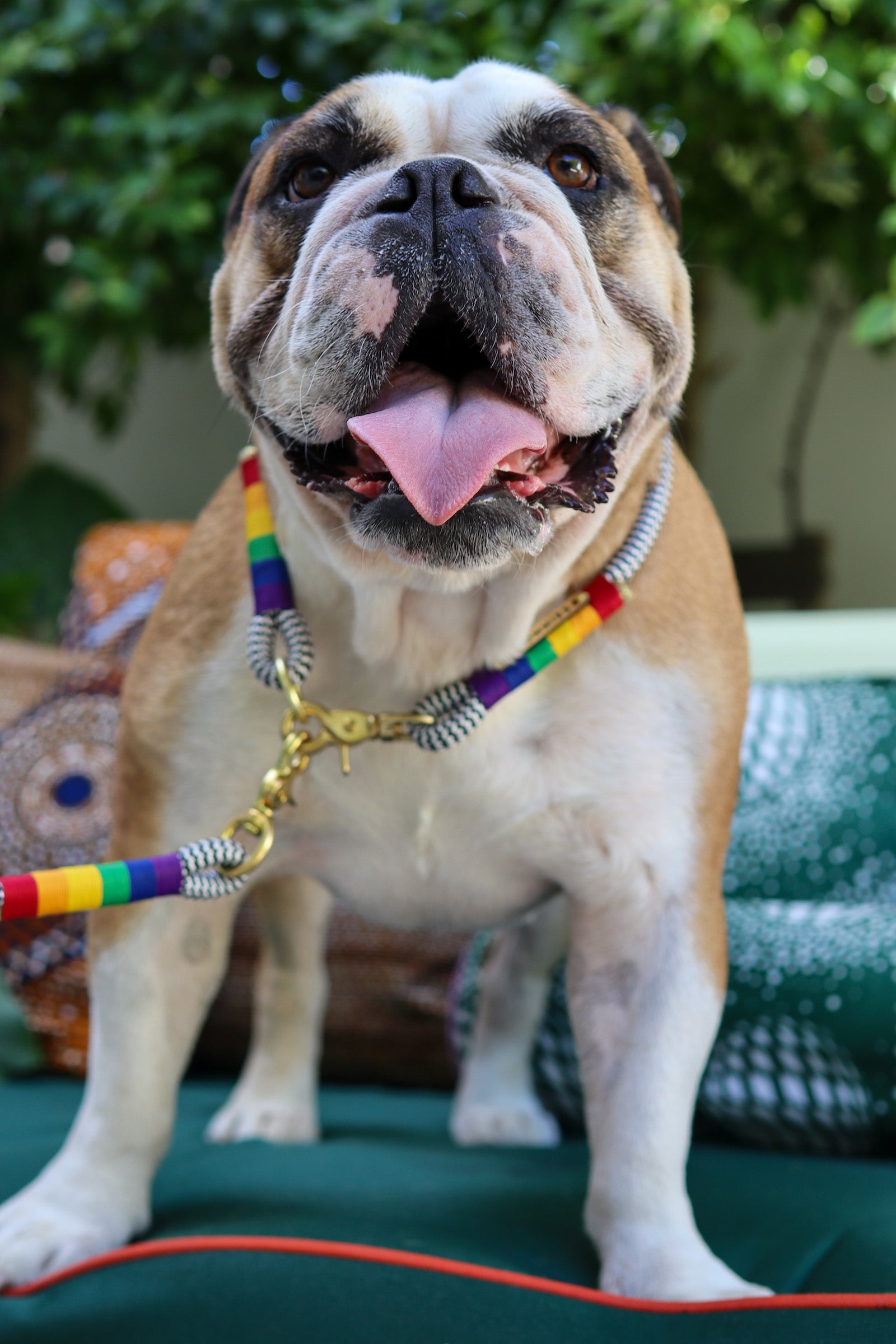 Snap Hook Dog Collar | Rainbow